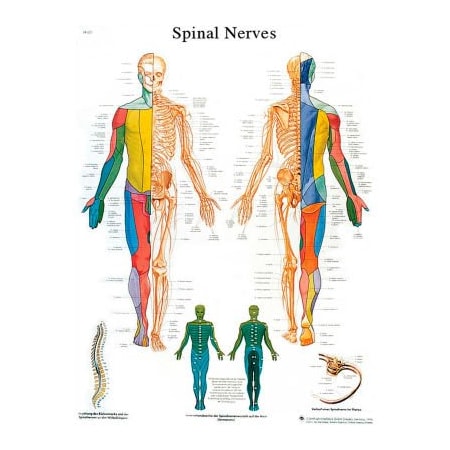Fabrication Enterprises 3B Scientific Spinal Nerves Anatomical Chart, Paper 12-4630P